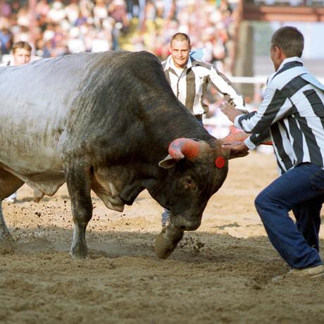 Angola Fall Rodeo